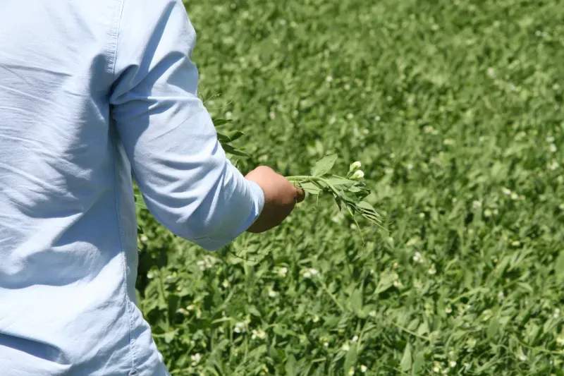 How to Choose Quality Forage for Seasonal Feeding