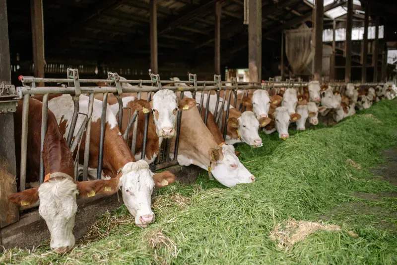 Highland Forage Co. 1