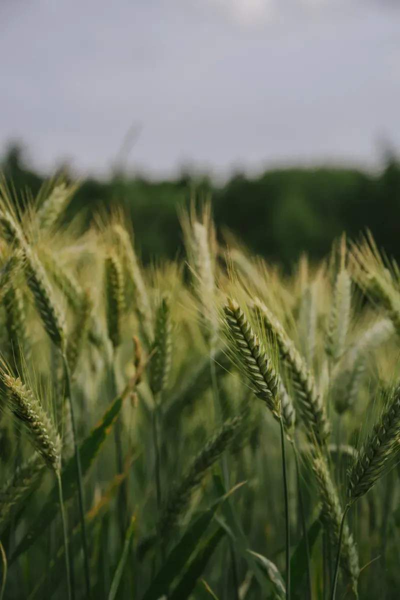 Highland Forage Co. 15