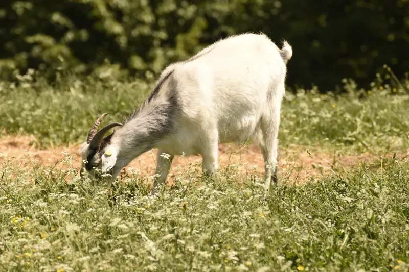 Highland Forage Co. 3