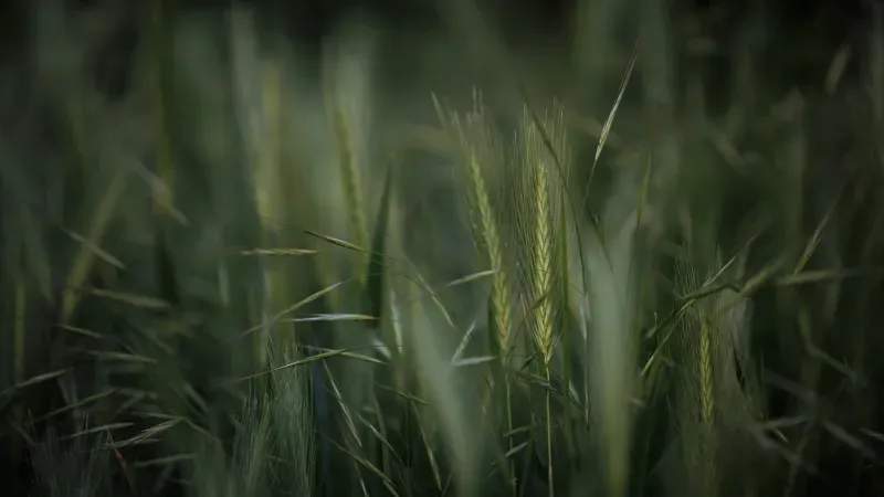 Highland Forage Co. 7
