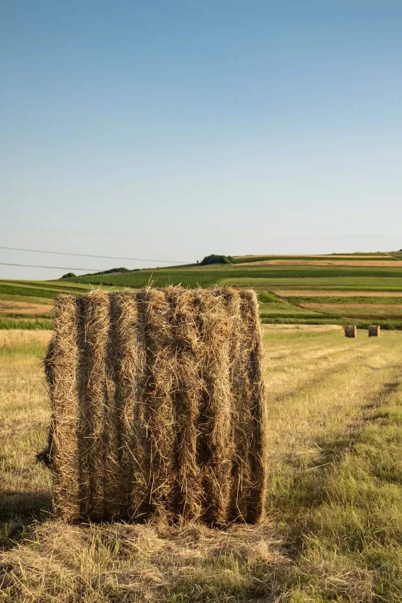 Highland Forage Co. 9